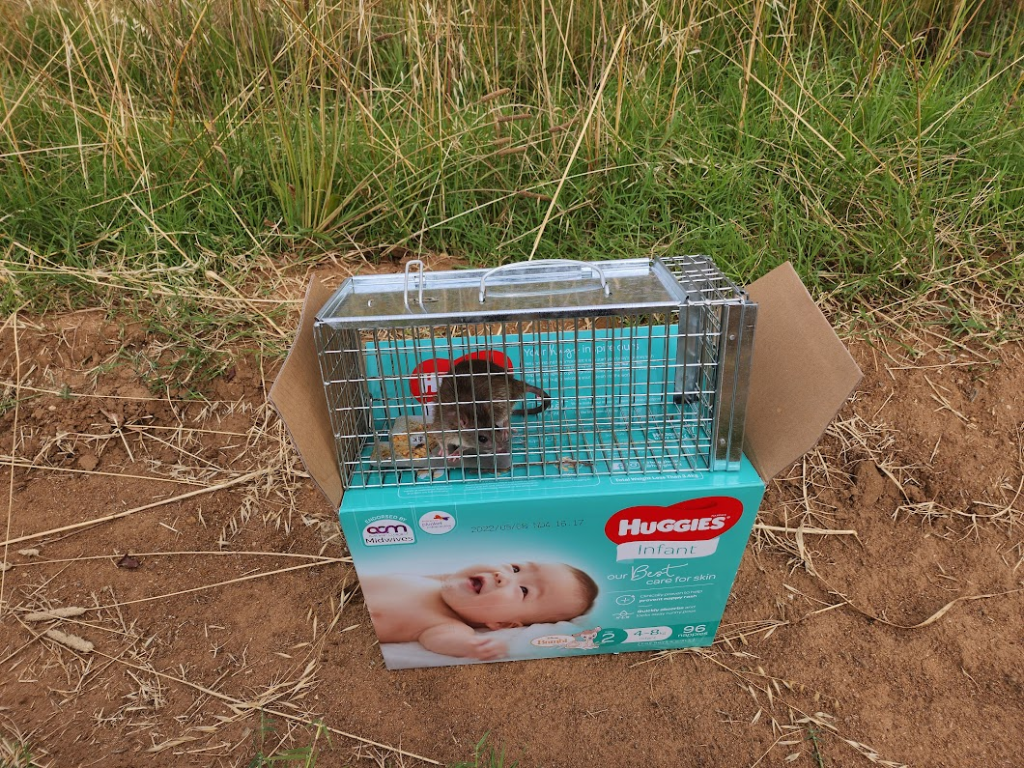 [Image of a large brown rat of indeterminate but probably invasive species, trapped in a cage, sitting atop a Huggies nappy box on a fire trail with long grass in the background.]